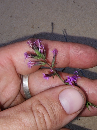 Image of Liatris provincialis by (c) Scott Allen Davis, some rights reserved (CC BY)