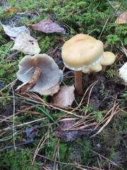 Hypholoma capnoides