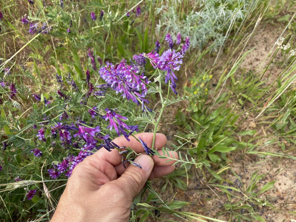 Woolly Pod Vetch from Stellenbosch, South Africa on October 12, 2022 at ...