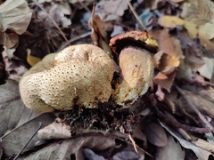 Scleroderma citrinum