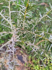 Vachellia xanthophloea
