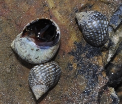 Echinolittorina punctata