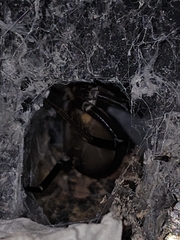 Kukulcania hibernalis