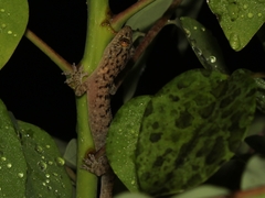 Gekko monarchus