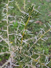 Vachellia xanthophloea