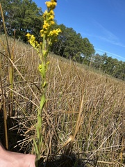 Solidago uliginosa