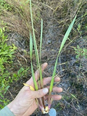 Xyris platylepis