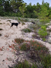 Clinopodium coccineum