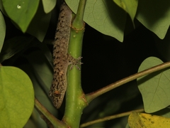 Gekko monarchus
