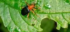 Lemini