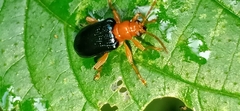 Lemini