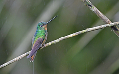 Coeligena bonapartei