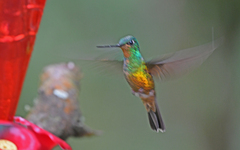 Coeligena bonapartei