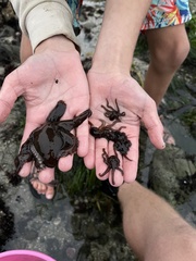 Octopus bimaculoides