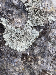 Xanthoparmelia cumberlandia