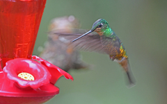 Coeligena bonapartei