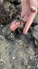 Octopus bimaculoides