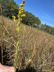 Solidago uliginosa