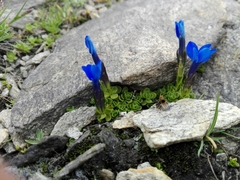 Gentiana bavarica