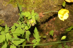 Papaver cambricum