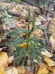 Dendrolycopodium