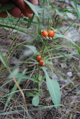 Triosteum angustifolium
