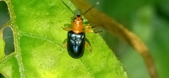 Lemini