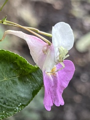 Impatiens balfourii