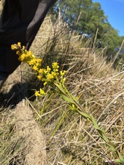 Solidago uliginosa