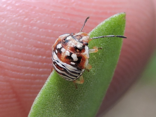 Red-shouldered Stink Bug photo 3