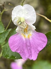 Impatiens balfourii