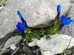Gentiana bavarica