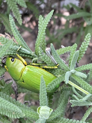 Chrysina psittacina