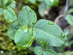 Impatiens balfourii