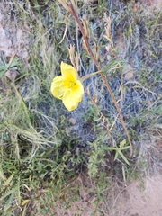 Oenothera