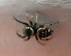 Paraphidippus aurantius