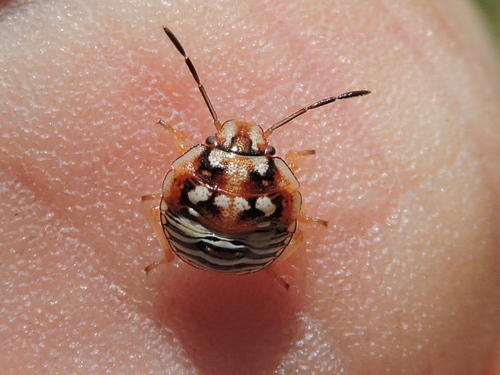 Red-shouldered Stink Bug photo 6