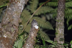 Uropsalis segmentata