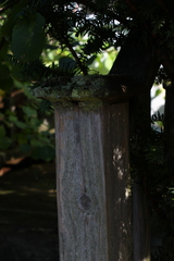 Lecanora thysanophora