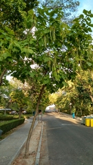 Catalpa