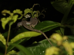 Hemiphyllodactylus typus