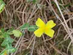 Hypericum tetrapetalum