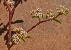 Rosaceae