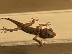 Ptyodactylus