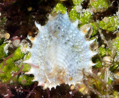 Corculum cardissa