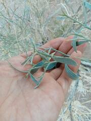 Psorothamnus spinosus