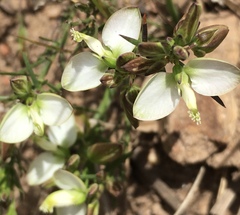 Polygala microlopha