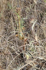 Anacamptis coriophora