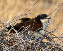 Centropus cupreicaudus