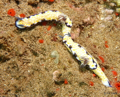 Hypselodoris imperialis
